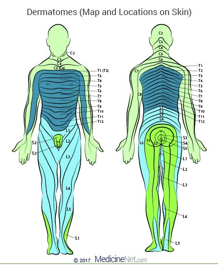 Dermatomes Diagram: Spinal Nerves And Locations, 49% OFF