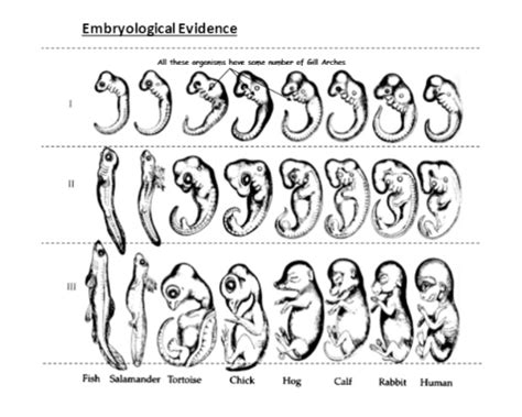 Fish Embryo Vs Human Embryo