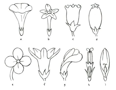 How to Draw Basic Flower Shapes | Quarto Knows Blog | Flower drawing, Trendy flowers, Flower tattoos