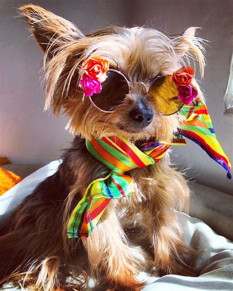 Dog sunglasses/ Flower dog sunglasses/ Dog sunglasses with | Etsy