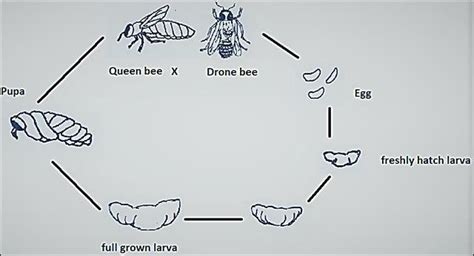 What Is The Life Cycle Of A Drone Honey Bee - Picture Of Drone