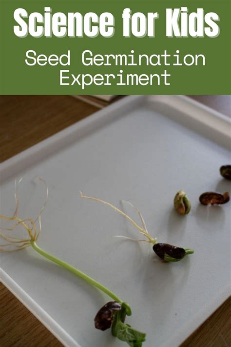 Seed Germination Experiment For Kids