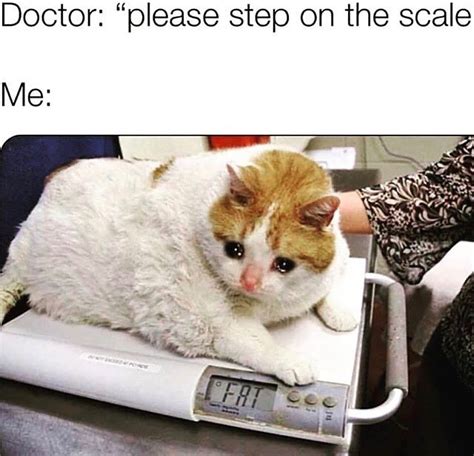 Top 10+ Funniest Fat Cat Memes on the Internet | PetPress