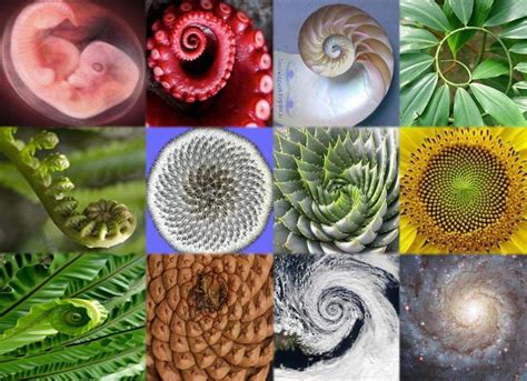 Pin on "What a wonderful world" | Fibonacci spiral, Patterns in nature, Sacred geometry