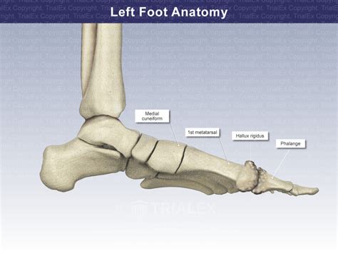 Left Foot Anatomy