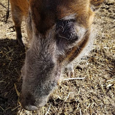 Red River Hog - Denver Zoo