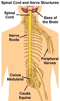 Spinal Nerve Pathways Anatomy