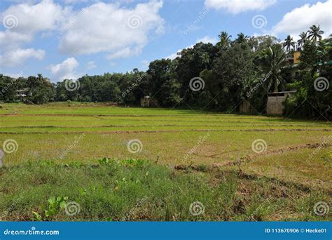 Rice Terraces and Rice Cultivation in Sri Lanka Stock Photo - Image of lanka, terrace: 113670906