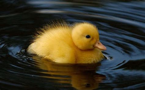 🔥 [50+] Baby Ducks Wallpapers | WallpaperSafari