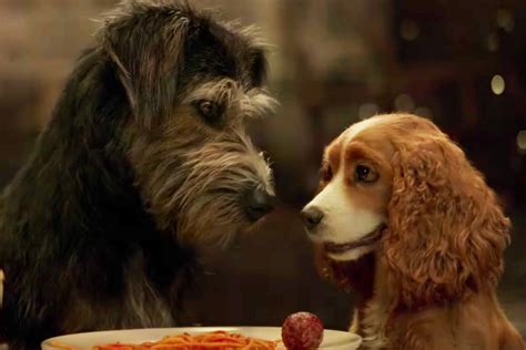 Lady And The Tramp 2019 Tramp | lupon.gov.ph