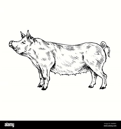 Pig (sow) standing side view. Ink black and white doodle drawing in woodcut style Stock Photo ...