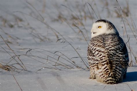 Tundra Biome Animals And Plants