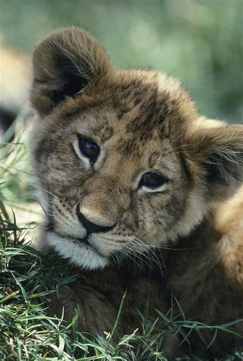 Portrait Of An African Lion Cub Photograph by Tom Murphy