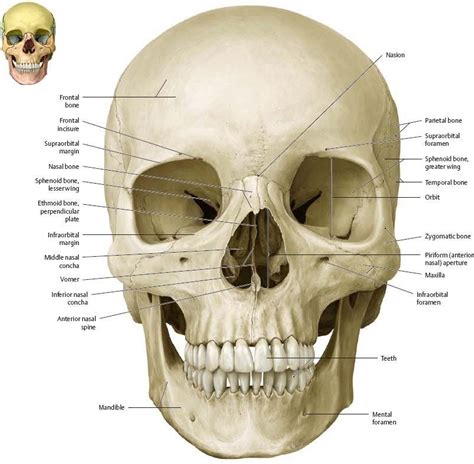 Anterior view | Anatomy bones, Skull anatomy, Anatomy