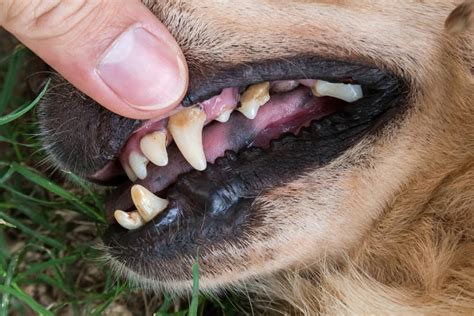 Signs of Periodontal Disease in Dogs & How It Is Treated