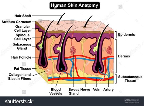 Human Skin Diagram