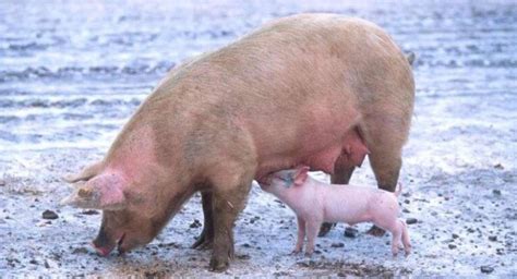 FDA Approves GMO Pigs For Food, Drugs, Transplants