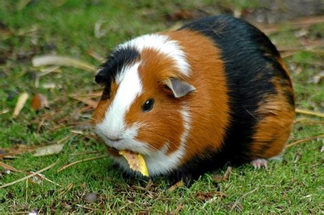 Types Of Guinea Pig Breeds | hubpages