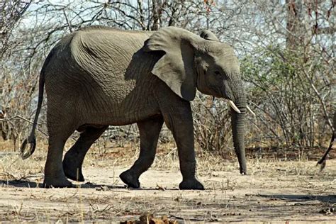 African Bush Elephant Facts | Anatomy, Diet, Habitat, Behavior - Animals Time