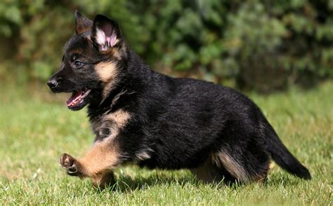 7 Facts About The German Shepherd - Animalso