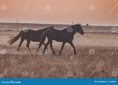 Wild Horses at Sunset stock photo. Image of mustang - 103788892