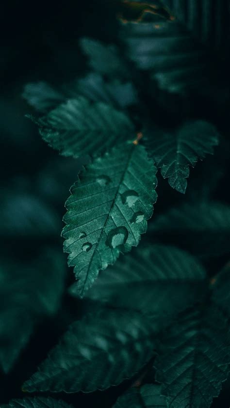 Nature Dark Green Aesthetic Wallpapers - Wallpaper Cave