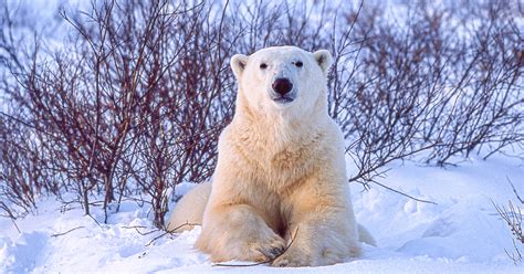 Which Animals Are Most Affected by Climate Change, Explained