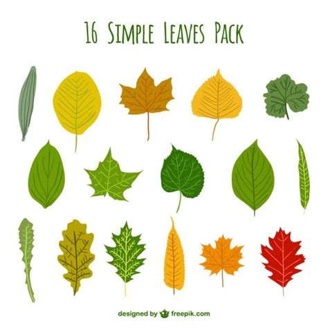 Premium Vector | Simple leaves pack