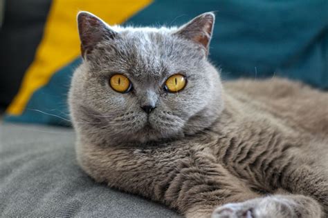 Who Is the British Shorthair? Things To Know About This Popular Cat Breed