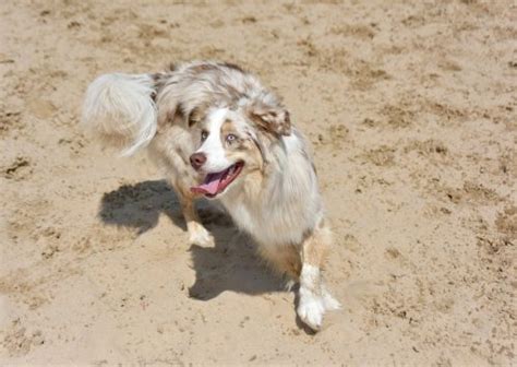 Australian Shepherd Training Tips & Tricks | Canna-Pet®