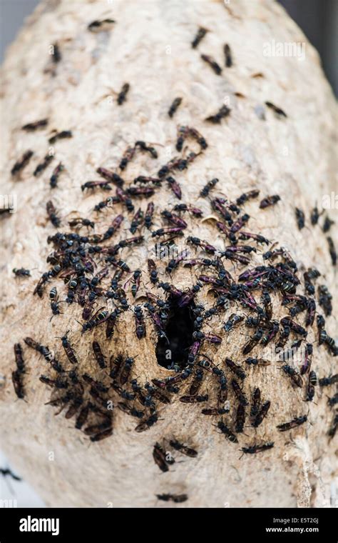 Flying ants nest hi-res stock photography and images - Alamy