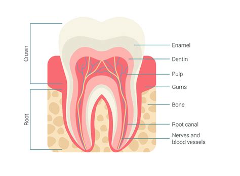 Picture Of Human Teeth Diagram Labeled