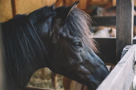 133 Black Horse Names For Male And Female Horses - alpha ragas