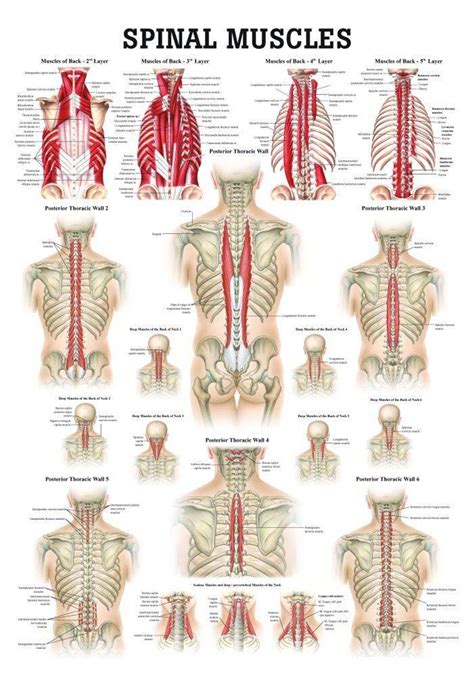 Rudiger Anatomie - Muscles of the Hand Laminated Anatomy Chart