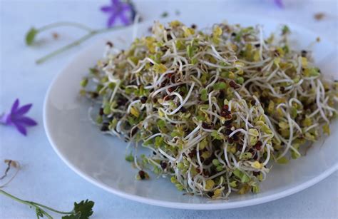 How To Eat Frozen Broccoli Sprouts - Recipes.net