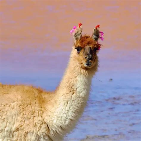 Llama - Facts, Diet, Habitat & Pictures on Animalia.bio