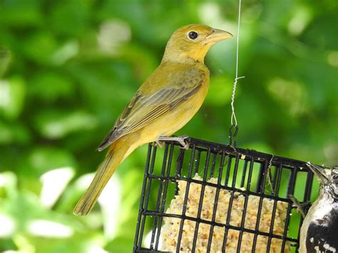 Female Summer Tanager | BirdForum