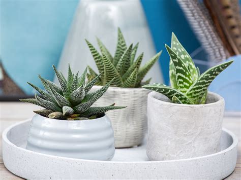 Ultimate Guide to Succulents: Types of Succulents | World of Succulents