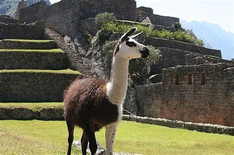 Llama - Description, Habitat, Image, Diet, and Interesting Facts