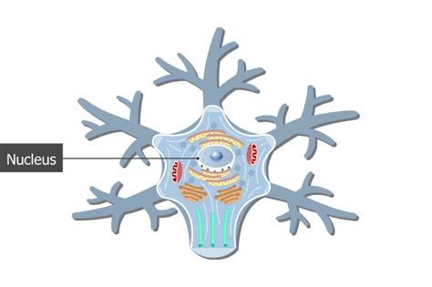 Neuron Cell Body - structure, functions and diagram | GetBodySmart