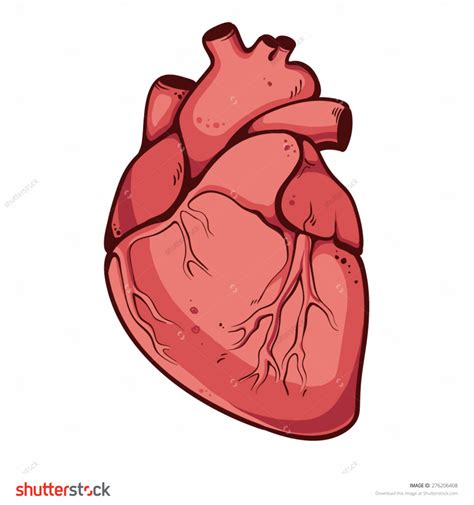 Real Human Heart Drawing at GetDrawings | Free download