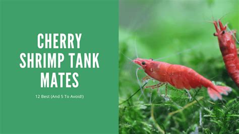 Cherry Shrimp Tank Mates - 12 Best (And 5 To Avoid!) - AquariumStoreDepot