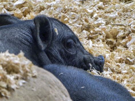 Baby Pig Sleeping Free Stock Photo - Public Domain Pictures