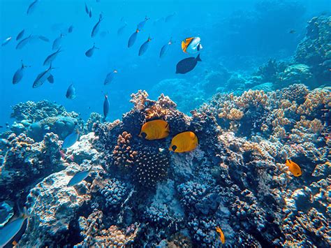 40 Years Of Data Shows Pacific Coral Reefs Have Ability To Acclimate To Warming Ocean Waters ...