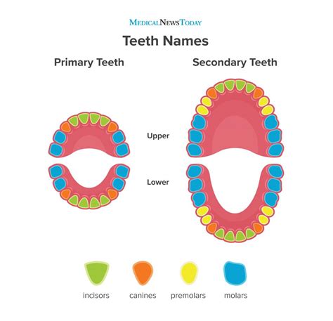 Teeth Diagram For Grade 3