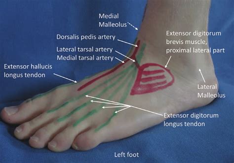 Anatomy Of Dorsal Foot