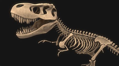 T-rex Skeleton 3D model | CGTrader