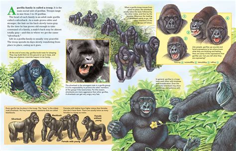 Gorilla Families - NWF | Ranger Rick