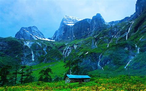 HD wallpaper: yellow petaled flower, Nepal, Himalayas, Varun Valley, cabin | Wallpaper Flare