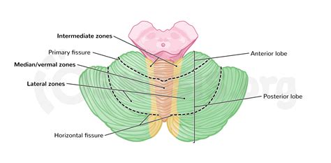 The Cerebellum Structure Position Vasculature, 50% OFF